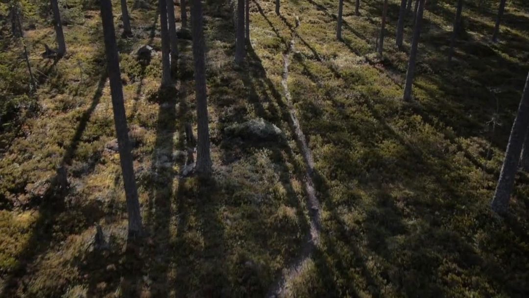 skog